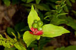 Indian cucumber